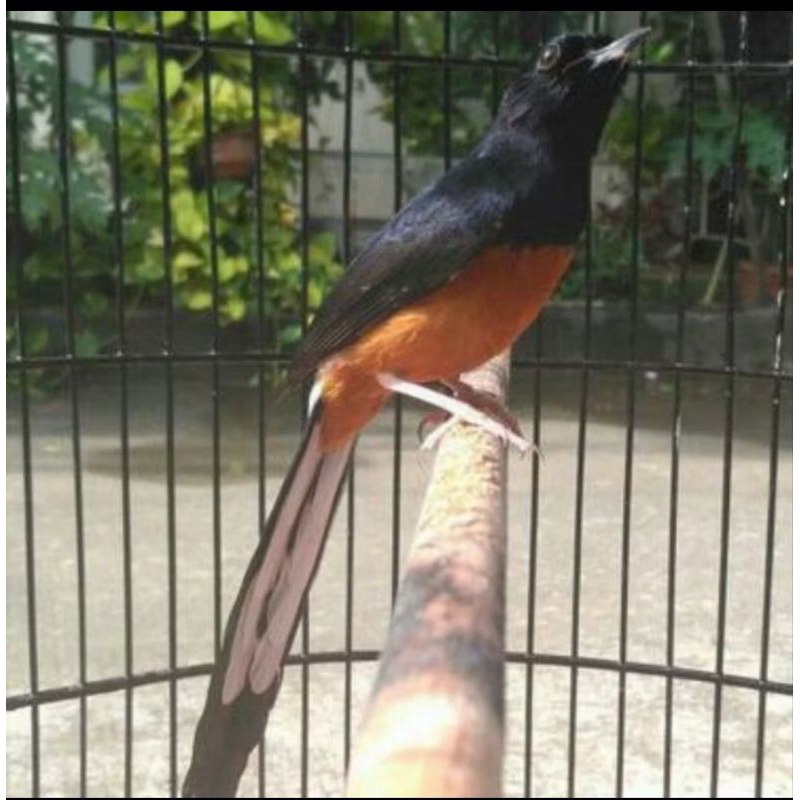 MURAI BATU JANTAN MH EKOR PANJANG KLEWERR