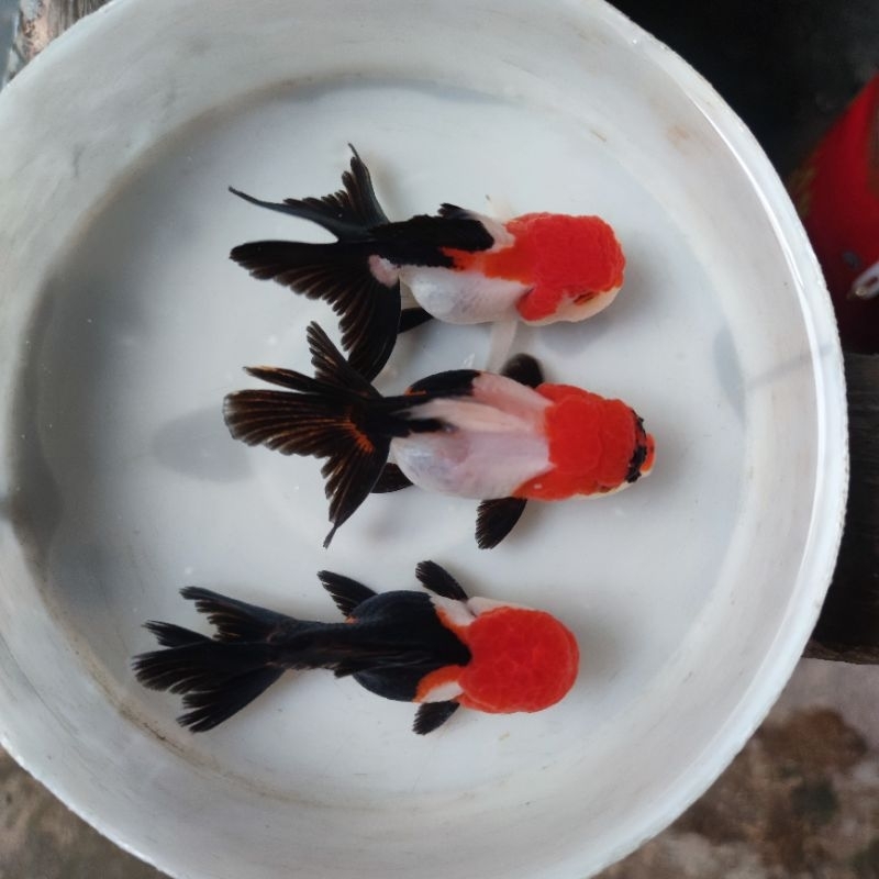 ikan maskoki mas koki Oranda panda tricolor threecolor 3c
