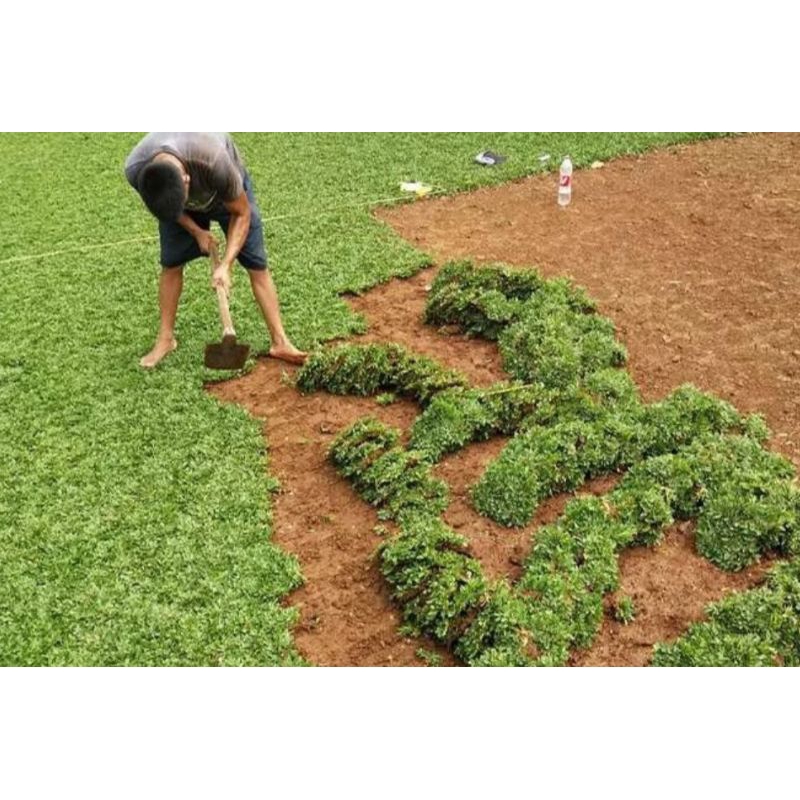 Jasa Pembuatan Taman rumput gajah mini, rumput jepang, rumput kucai