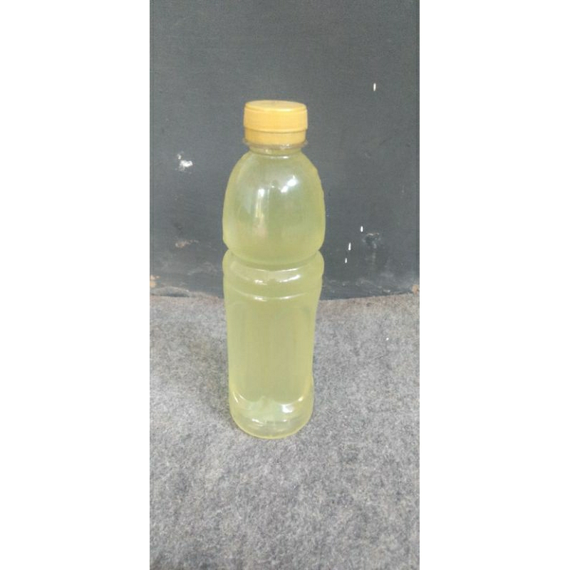 

Air Rebusan Daun Kelor