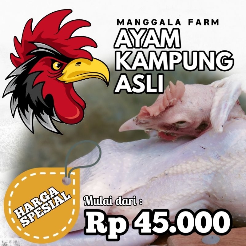 

AYAM KAMPUNG ASLI [PREMIUM] - Fresh & Frozen, ✅ GRATIS (ati ampela + ceker + kepala)