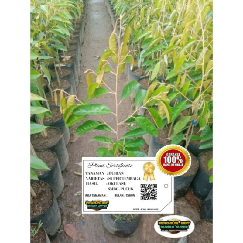 Bibit Durian Super Tembaga Sertifikat Garansi Super Tembaga