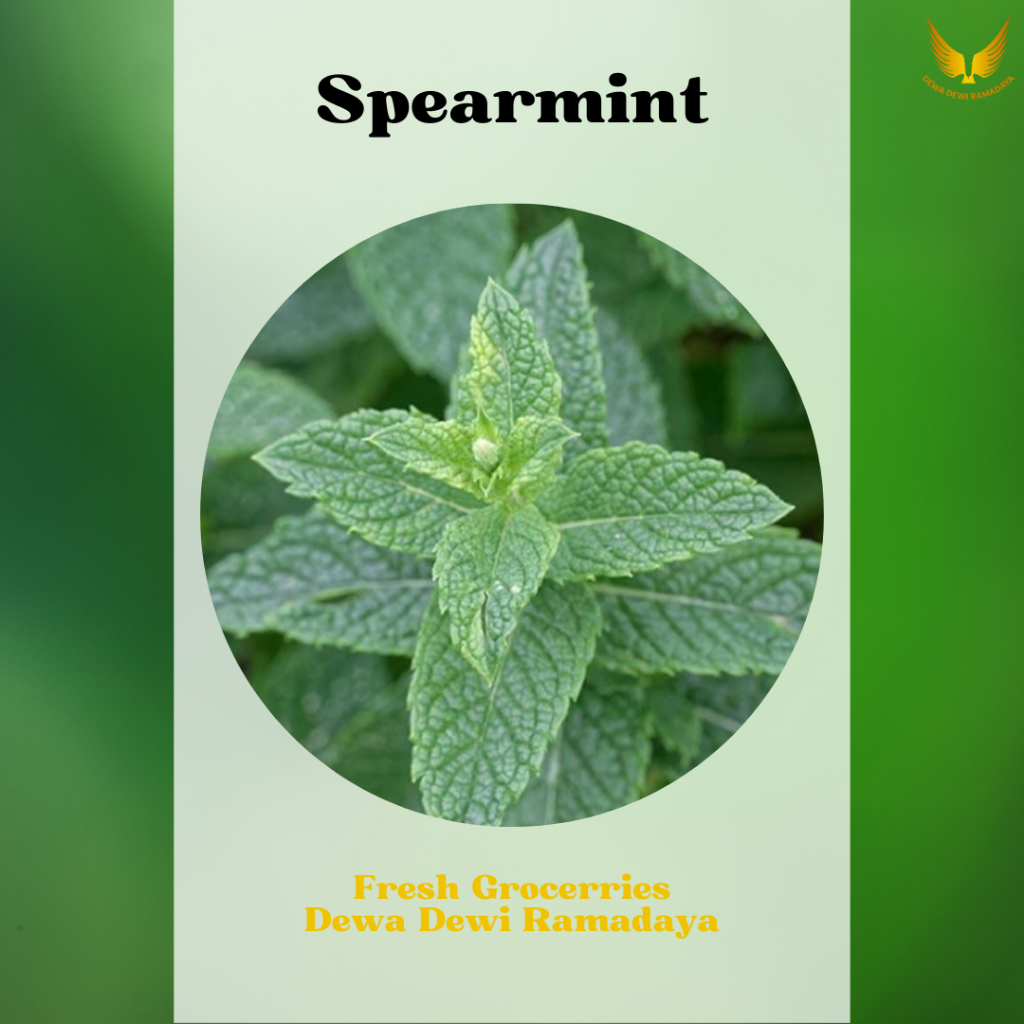 

Spear Mint Organik Dewa Dewi Rama Daya