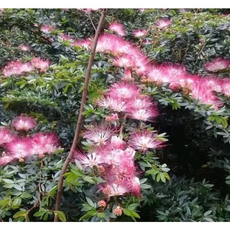 Kaliandra sulimaraja okulasi cangkok