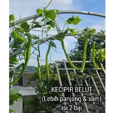 Benih / Biji Kecipir Panjang