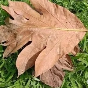 

DAUN KLUWEH/SUKUN TIMBUL KERING 500GRM
