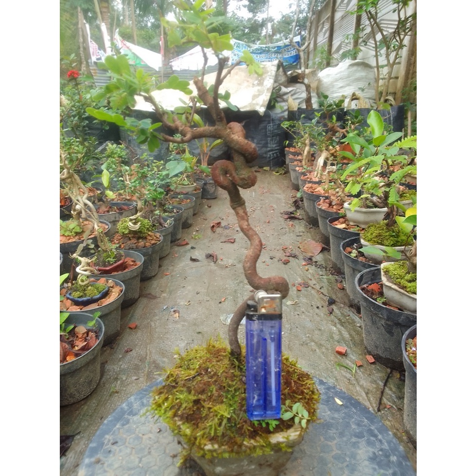 Bonsai asem jawa dari biki liuk karakter