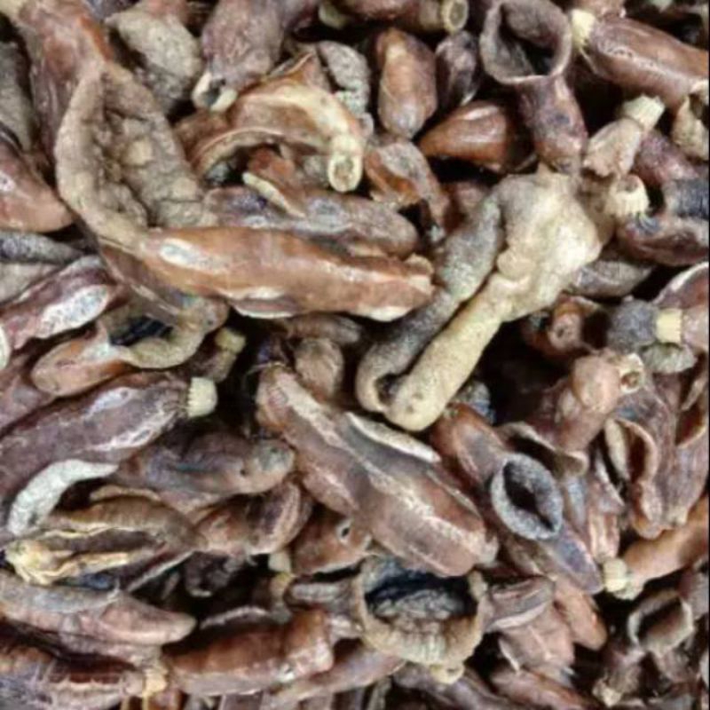 

Tripang kas Surabaya Kenjeran 50g