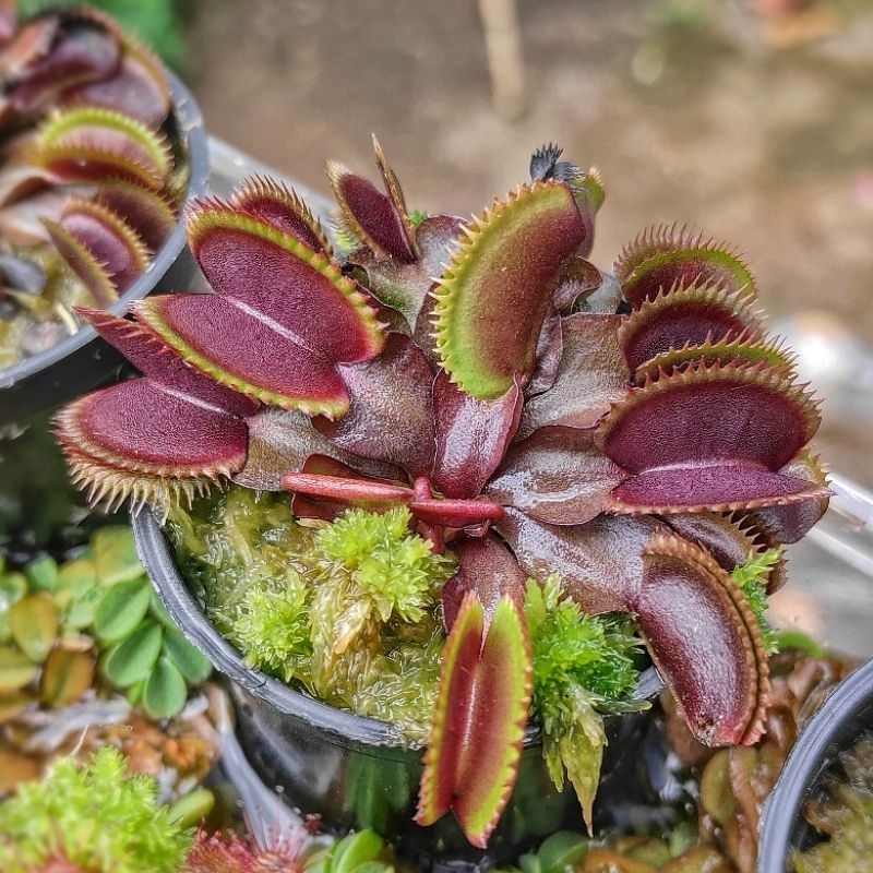 Tanaman Karnivora VFT Red Piranha