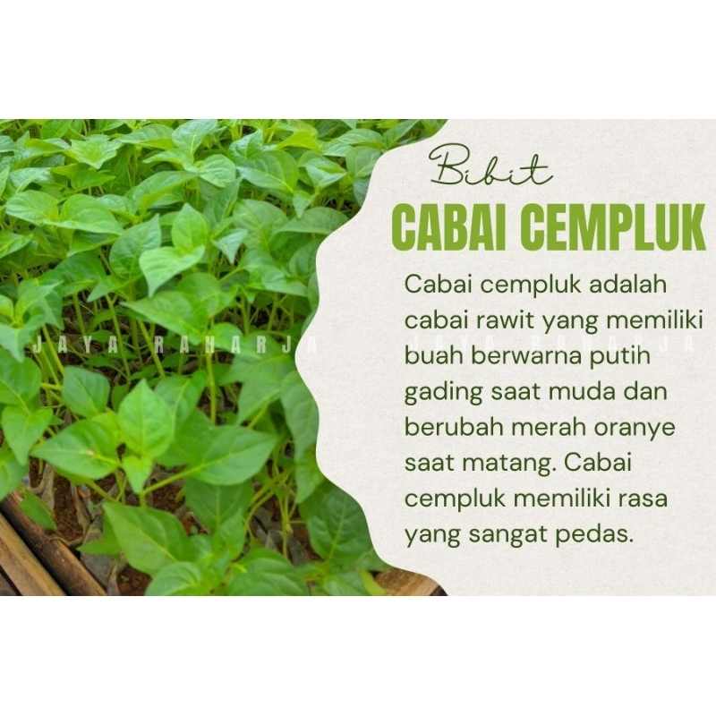 Bibit cabai cempluk cabai rawit cabe rawit bibit cabe bibit cabai bibit tanaman cabai cempluk cabe c