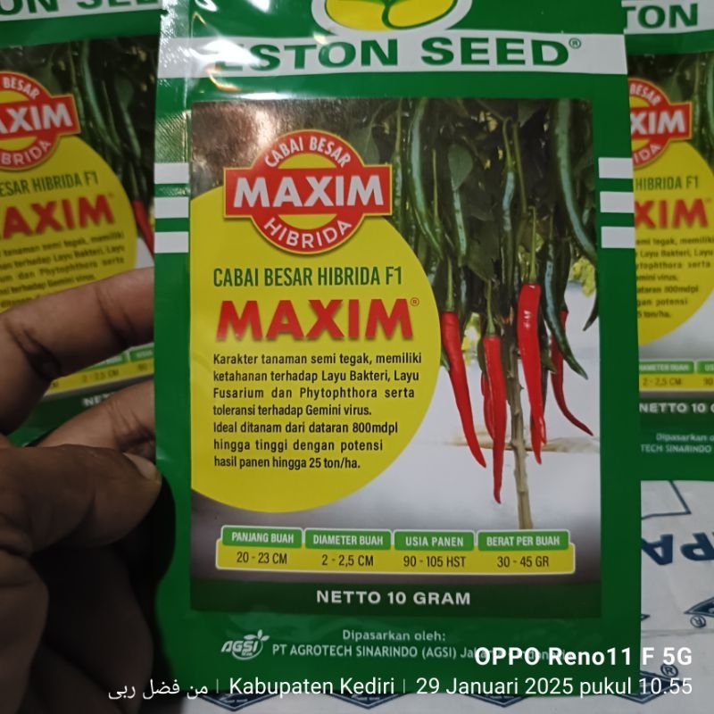 benih cabai besar MAXIM  dr Eston seed kemasan 10gr