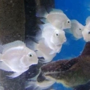 

HIASAN AQUARIUM/PLATINUM POLLAR UKURAN 3 CM