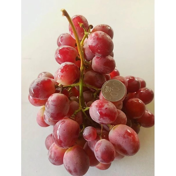 

Anggur Red Globe fresh Import 500gr, 1kg