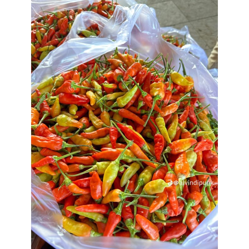 

CABAI RAWIT SEGAR 100 gr