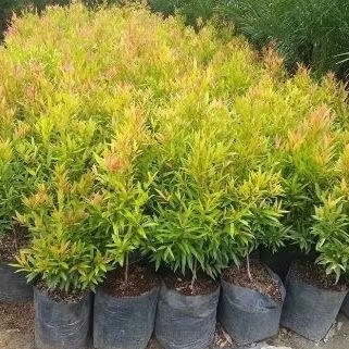 Tanaman Hias Pucuk Merah 30cm Tanaman Pucuk Merah