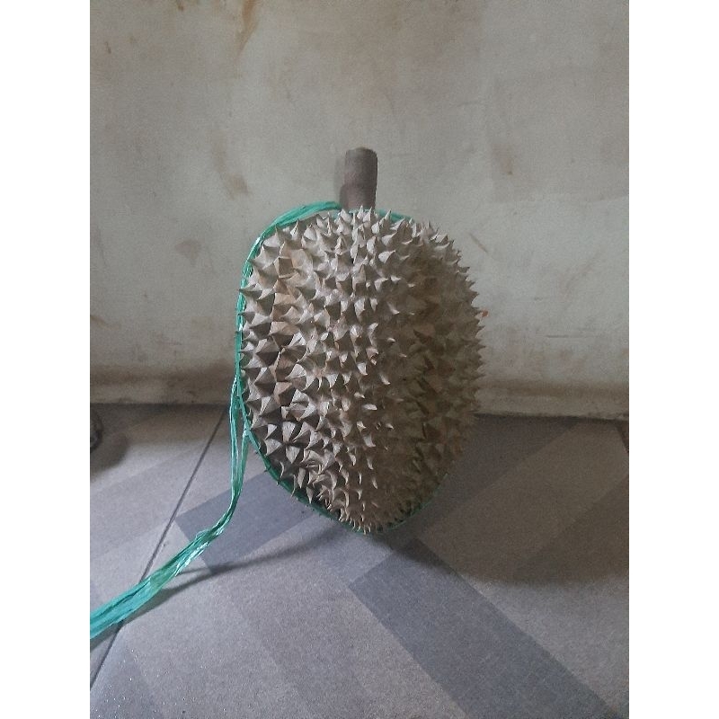 

Durian Montong Pasuruan