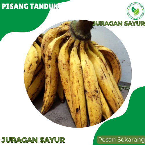 

Pisang Tanduk 500gr - Pisang Tanduk Manis - Pisang Tanduk Super - Juragan Sayur