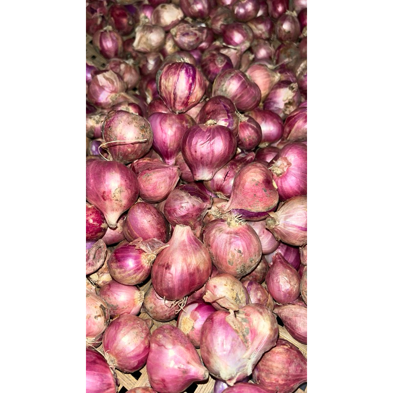 

bawang merah super