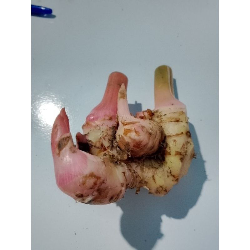 

LENGKUAS LAOS FRESH 1KG