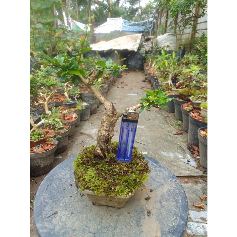 Bonsai hokiantea bunga mame siap pajang
