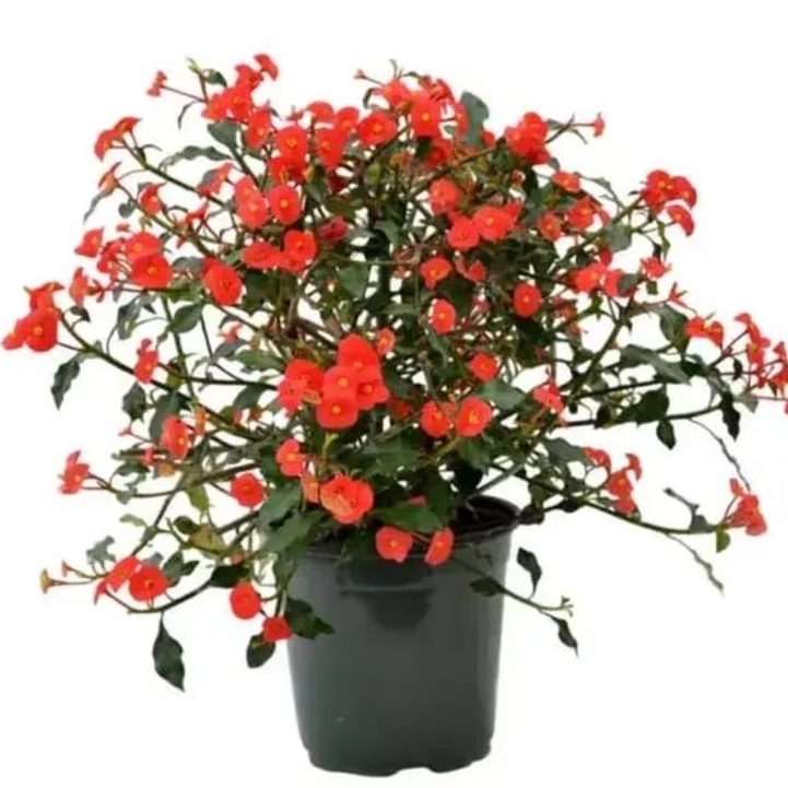 Tanaman Euphorbia (Tanpa Duri) / Tanaman Mahkota Duri Tanpa Duri / Euphorbia geroldii Plant / Gerold