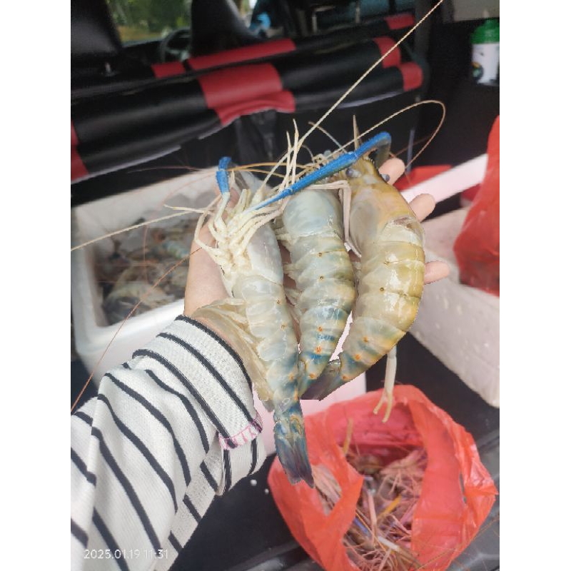 

UDANG GALAH SEDANG 1KG. SEGAR