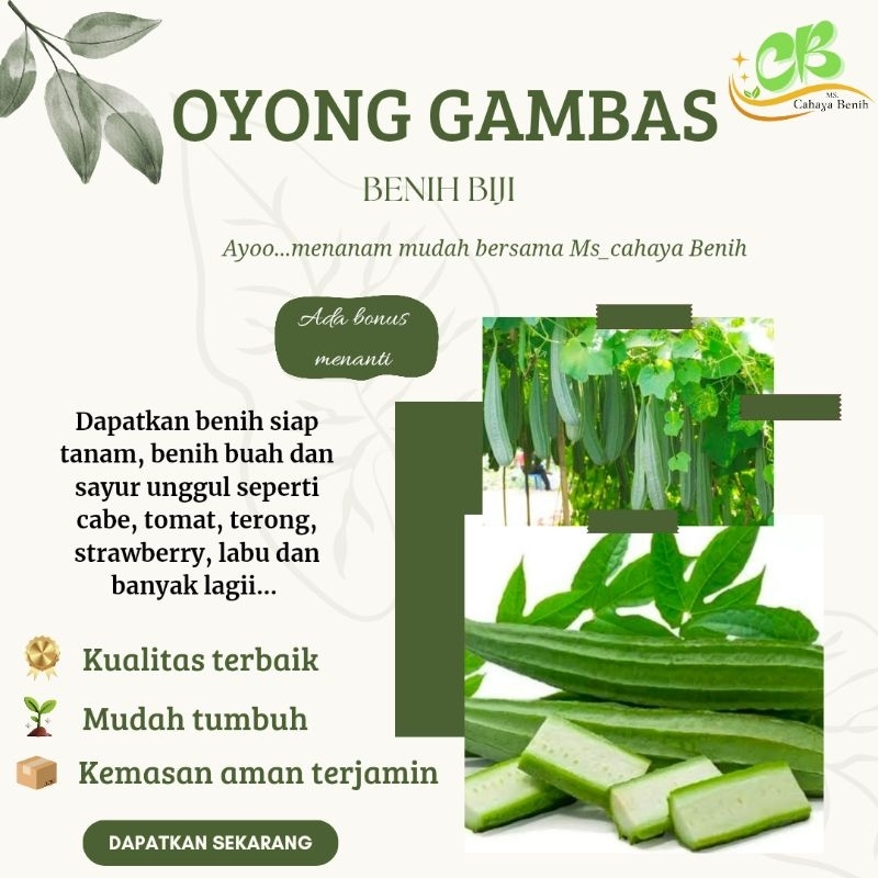 Benih biji oyong gambas (7 butir) , bibit emes / oyong gambas anggun tavi