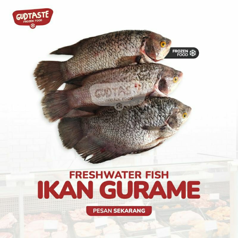 

Gurame Bersih - Gourami Fish 1 Ekor - Ikan Gurame Segar - Gurame - Gurami - Jual Gurame Surabaya