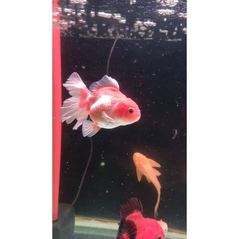 oranda rosetail size 10-11 cm
