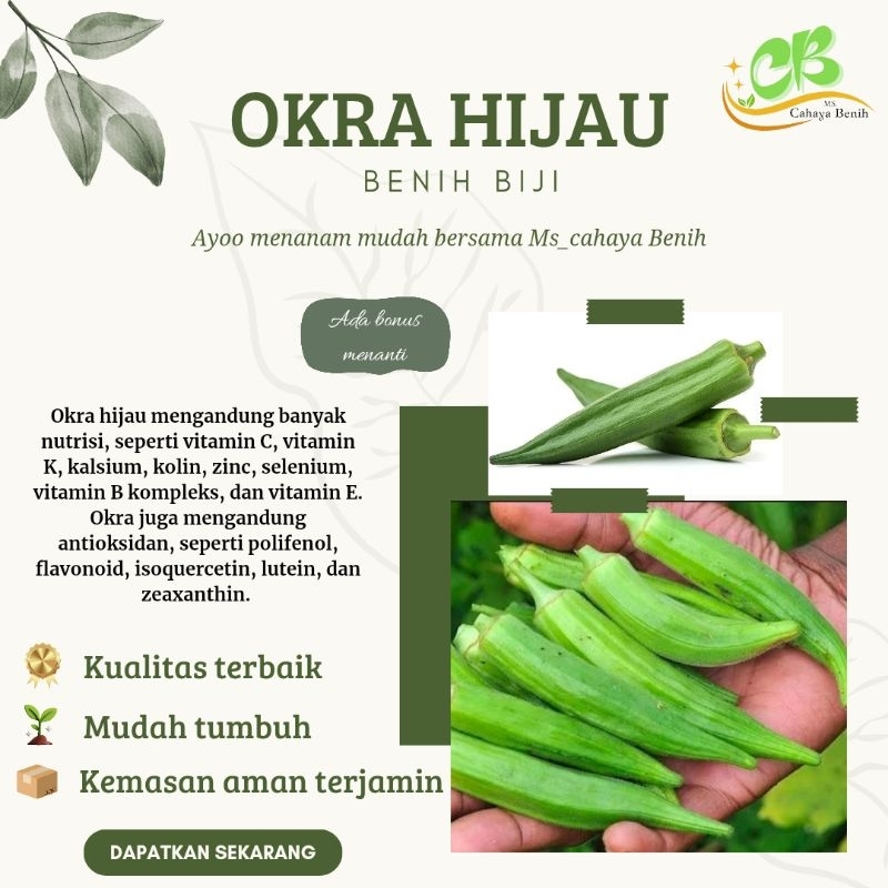 Benih Okra hijau isi (100 butir), bibit okra hijau