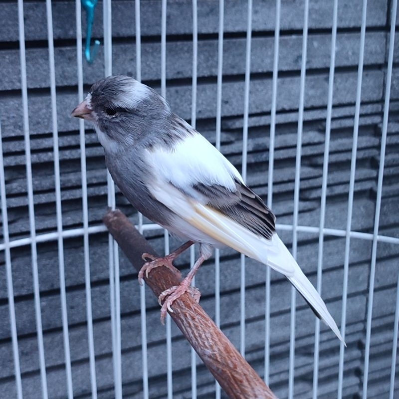 Kenari Panda Simetris Gacor - Jantan (Only Instant Delivery)