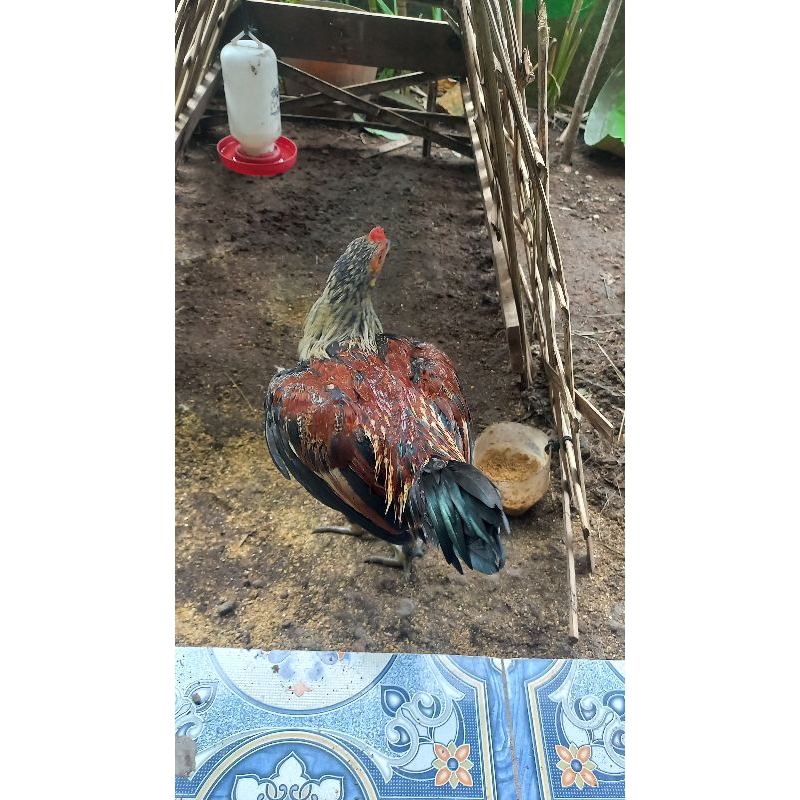 Ayam Kampung BIRMA Hidup Ayam kampung Ayam Kampung Super