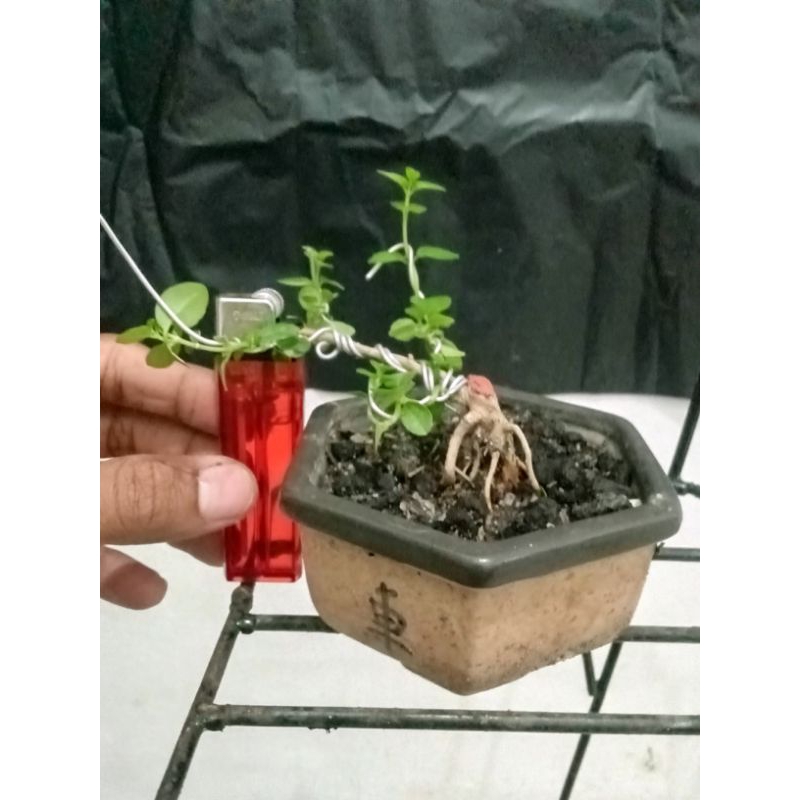 Bahan Bonsai Sancang Mame programan akar