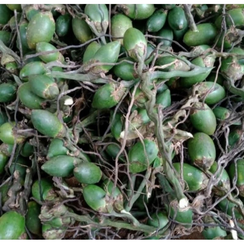 

Buah Pinang / Jambe Muda 500gr fresh Herbal alami