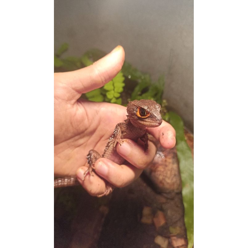 pelet crocodile skink