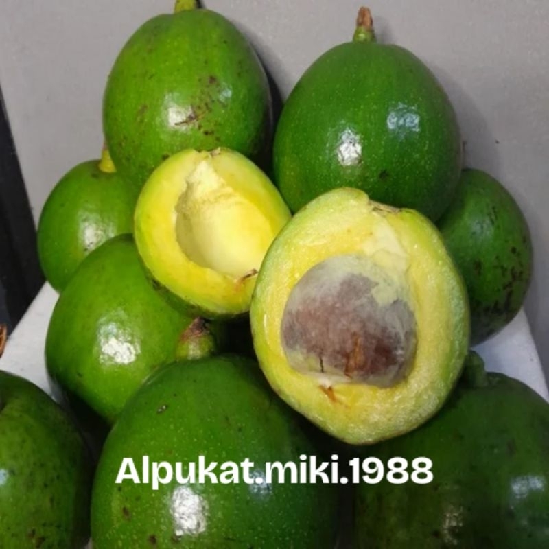 

ALPUKAT MIKI PREMIUM JUMBO 1KG&2KG