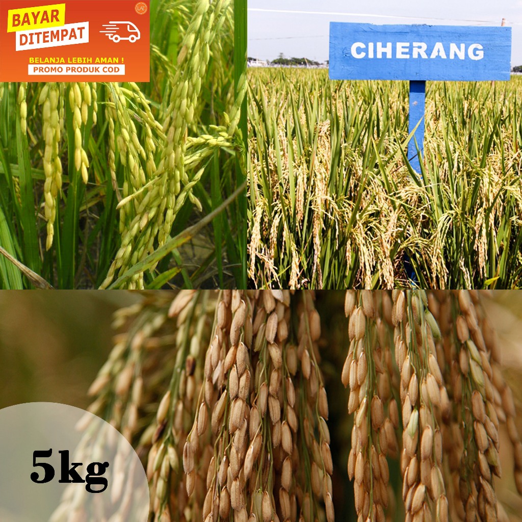 BENIH PADI UNGGUL CIHERANG JUMBO 5kg