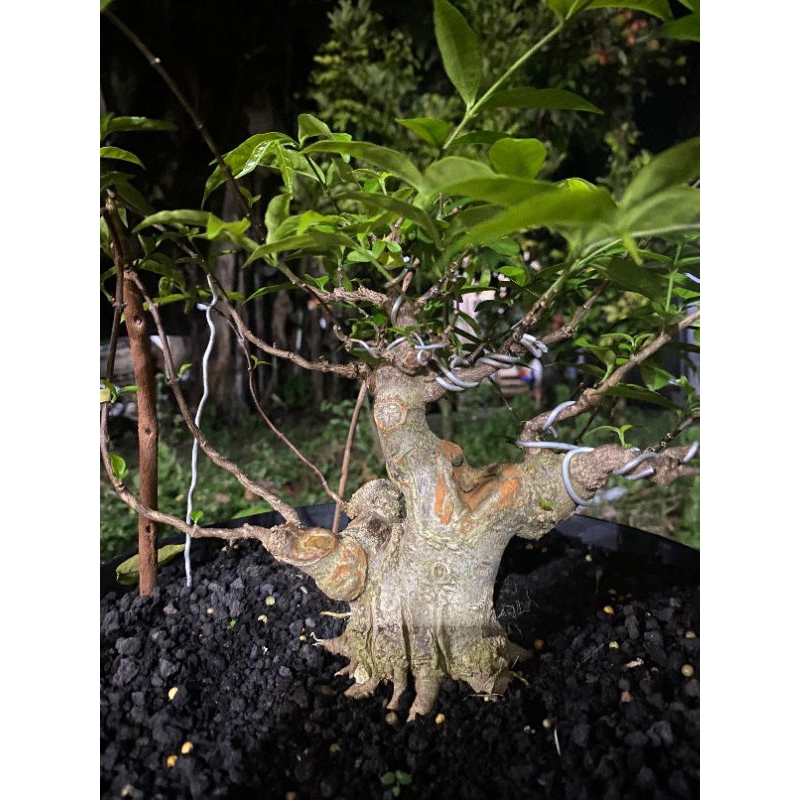 Bonsai bonsai anting putri mame