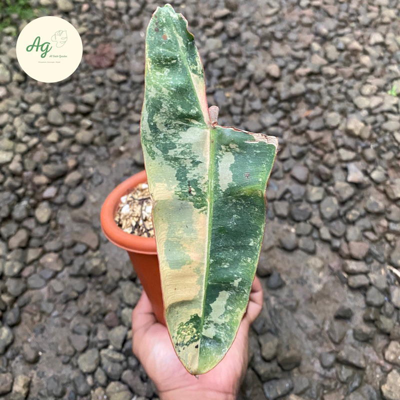 philodendron billietiae varigata 1daun pancing