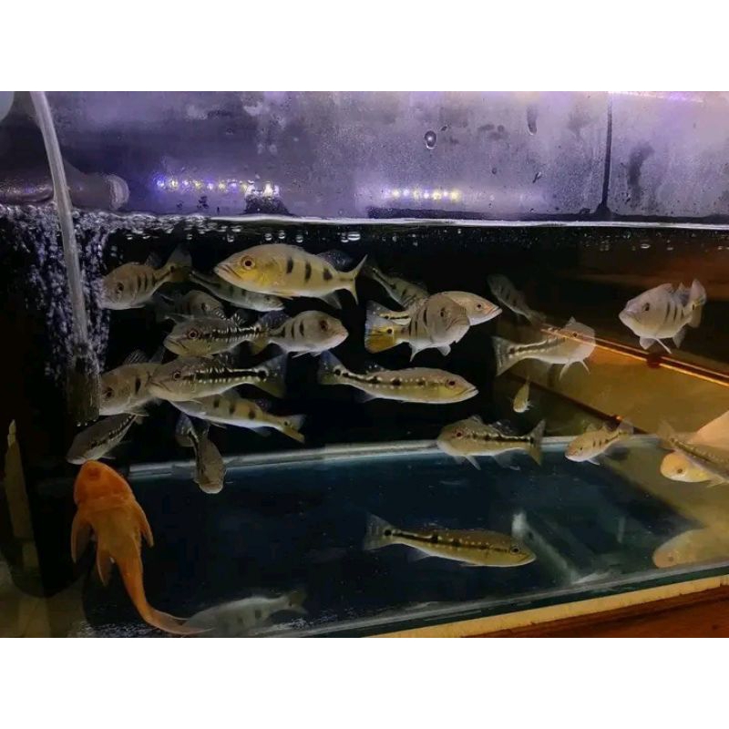 Pbass pinima size 10-11cm Real size bergaransi COD pbass mono