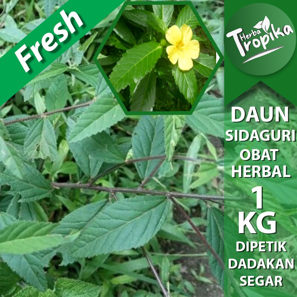 

Daun Sidaguri Segar 1 kg herbal alami toko herba tropika