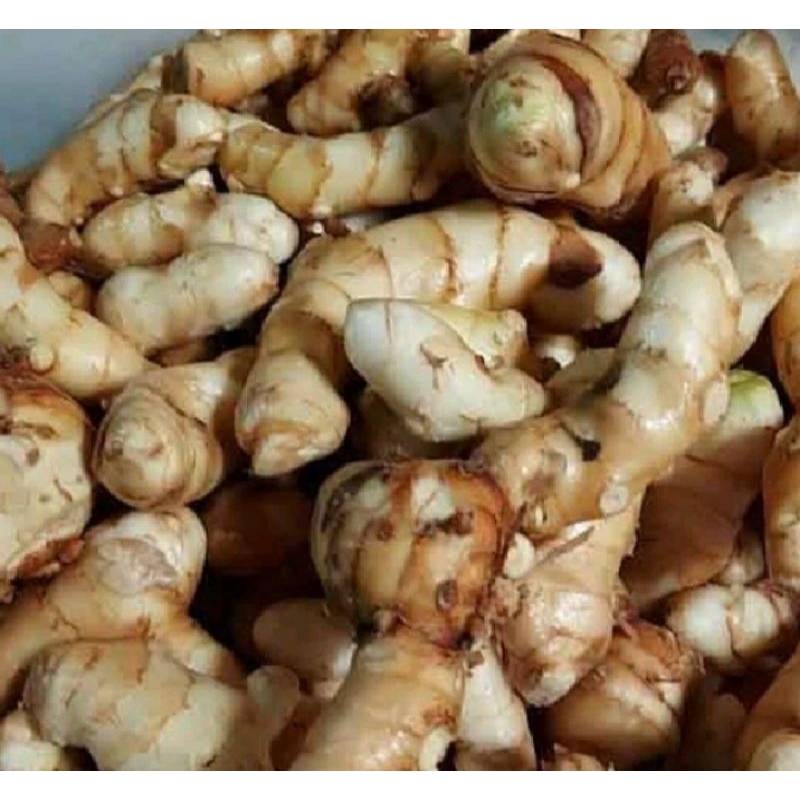 

Rempah Kunyit Putih segar