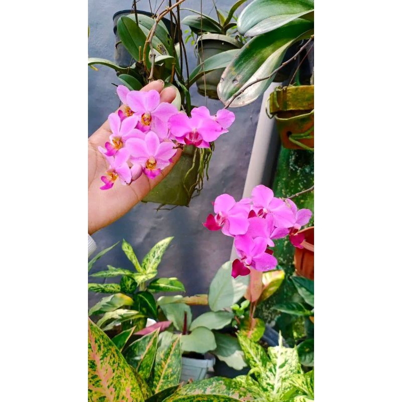 pulcerima doritis berbunga