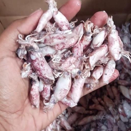 

ikan asin cumi sotong kering 500gr