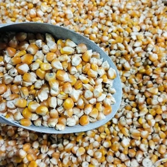 

Jagung Ayam Besar Repack 1 Kg Makanan Ayam