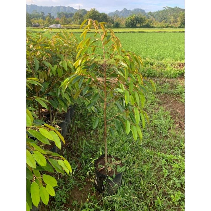 BIBIT DURIAN BAWOR UKURAN 1 METER