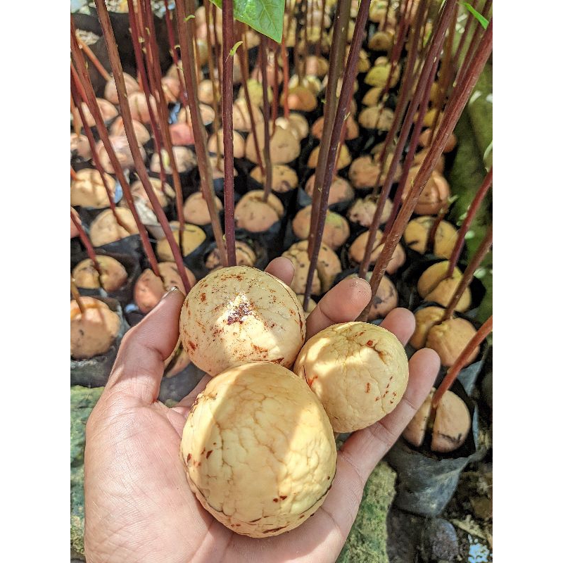 

TERMURAH" BIJI ALPUKAT SUPER SUDAH BERSIH GRADE A -1KG ( -+15-25 BIJI ) SIAP SEMAI / UNTUK OBAT HERBAL