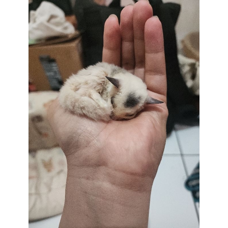 sugar glider mozaic marbel betina