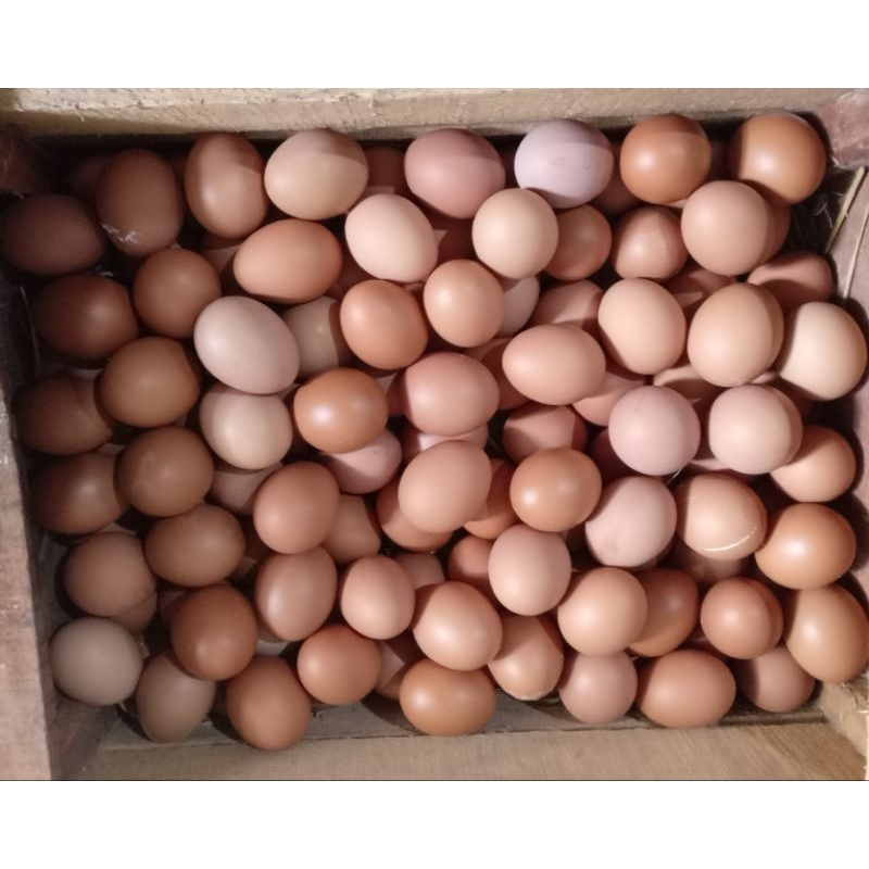 

Telur Ayam Negeri/ Horn