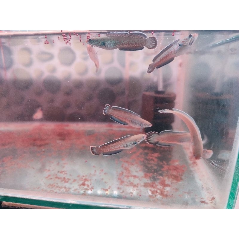 Box dus Channa andrao